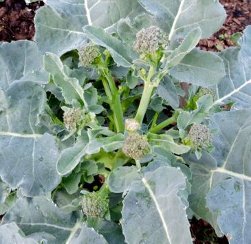 garden stir fry broccoli closeup jan 19 - 1