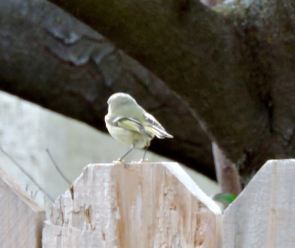 garden flycatcher on the fence feb 19 - 1