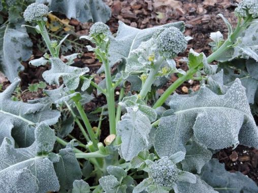 garden frost-covered broccoli feb 19 - 1
