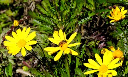 garden honeybee in euryops feb 19 - 1