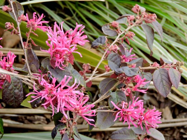 garden loro petulam in bloom feb 19 - 1