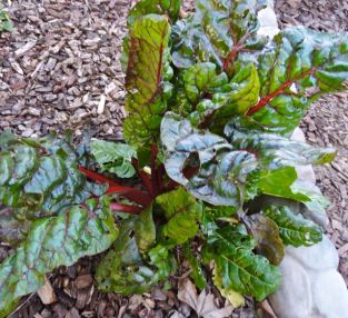 garden resplendent chard feb 19 - 1