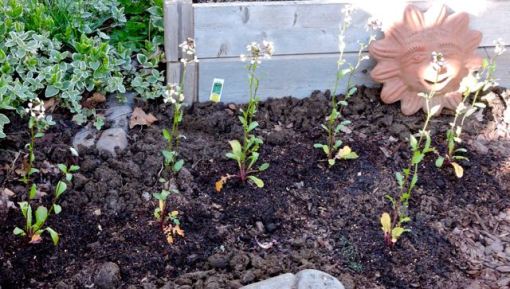 garden six new arugula feb 19 - 1