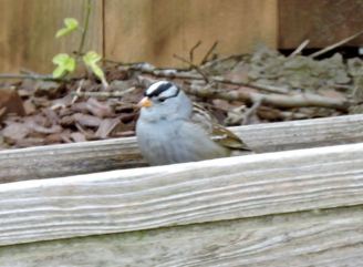 garden white capped sparrow in flower box feb 19 - 1
