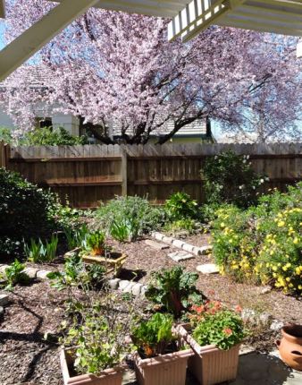 garden back panorama cherry plum blooming mar 19 - 1
