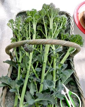 garden harvested broccoli shoots mar 19 - 1