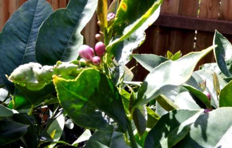 garden just after last lemon picked new buds mar 19 - 1