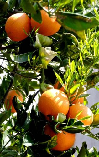 garden oranges on tree and new buds march 26 19 - 1