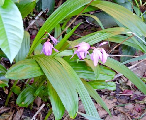 garden back chinese orchid apr 19 - 1