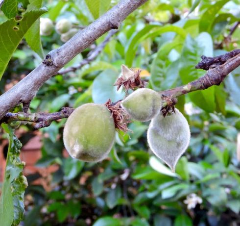 garden back early peaches apr 19 - 1