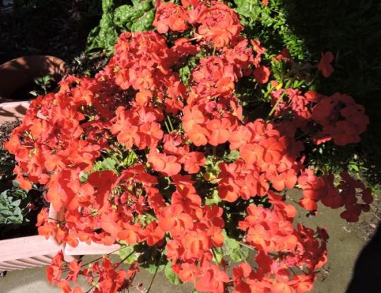 garden back geranium apr 19 - 1