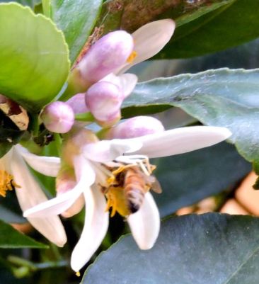 garden back meyer lemon bloom bee apr 19 - 1