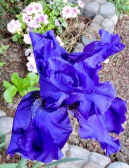 garden back one purple iris apr 19 - 1