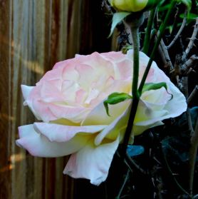 garden back peace rose apr 19 - 1