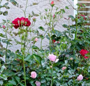 garden back pink red salmon rose thicket apr 19 - 1