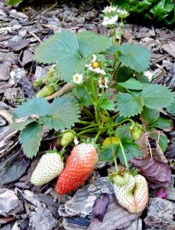 garden back strawberry plant apr 19 - 1