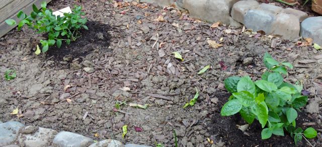 garden back two new blueberries apr 19 - 1