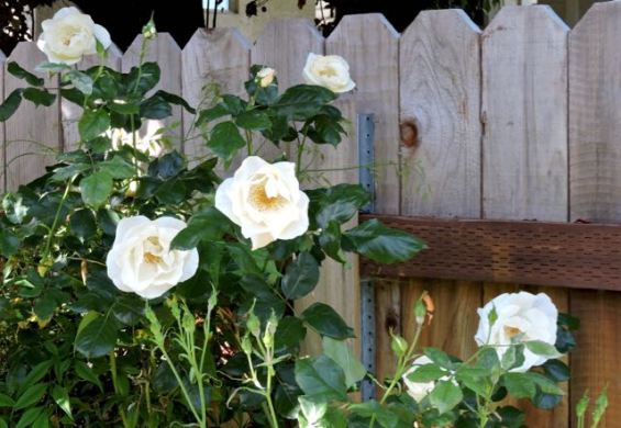 garden back white roses apr 19 - 1