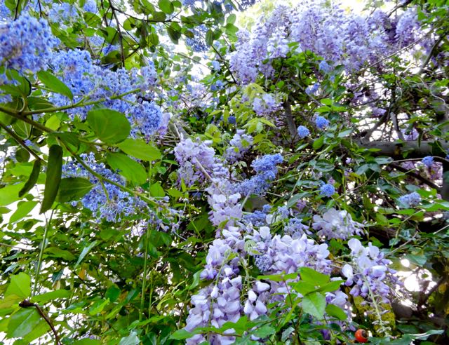 garden back wisteria ceonothus glory apr 19 - 1