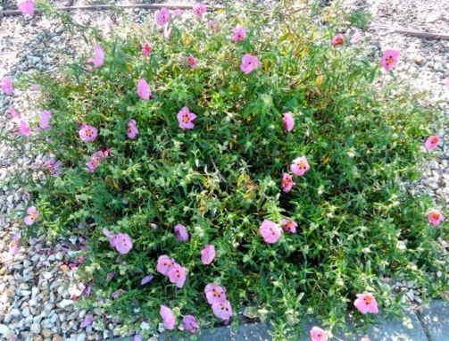 garden rock rose front garden apr 19 - 1