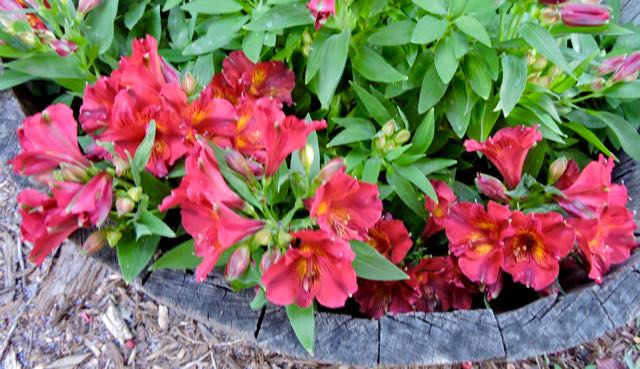 garden side alstromeria apr 19 - 1