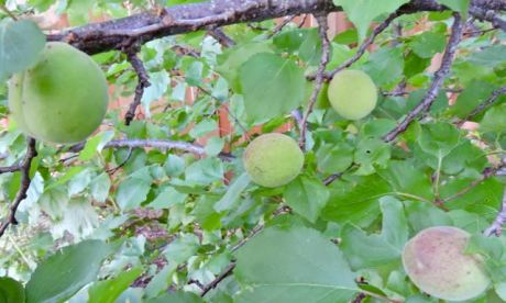 garden side apricots a month ante harvest apr 19 - 1