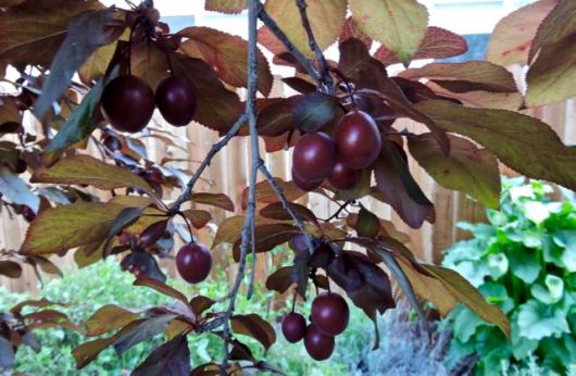 garden side cherry plum new fruit apr 19 - 1