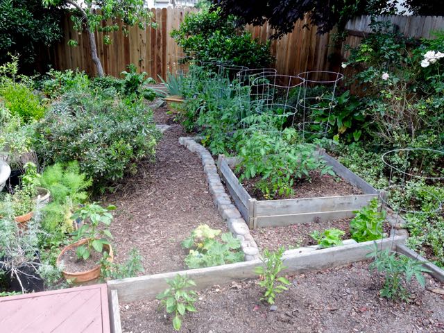 garden back five tomato varieties and peppers cukes eggplant may 19 - 1