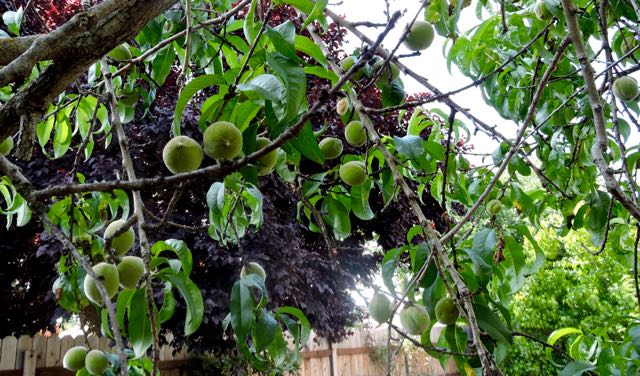 garden back green peaches against cherry plum tree may 19 - 1