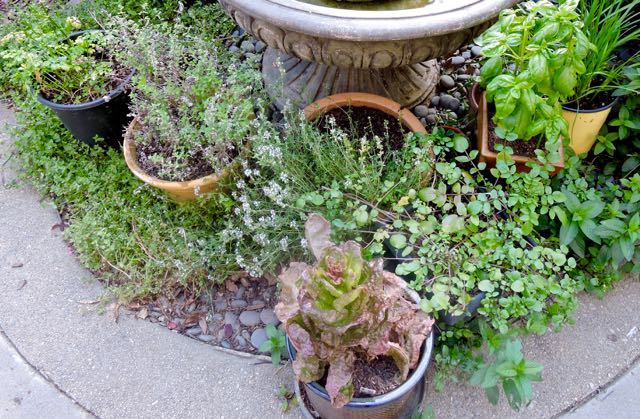 garden back herbs in pots may 19 - 1