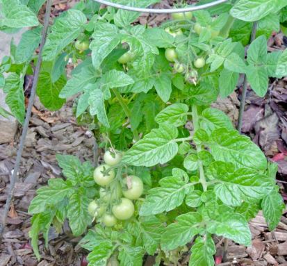 garden back husky cherry red tomatoes on vine may 19 - 1