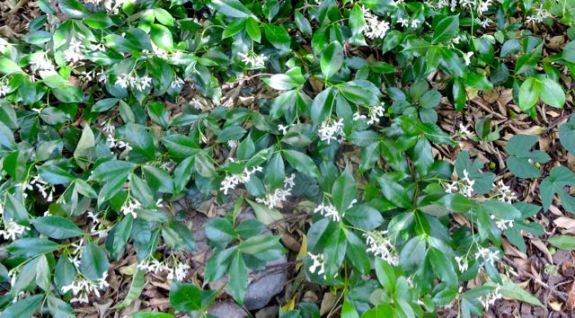 garden back jasmine in bloom beneath orange may 19 - 1