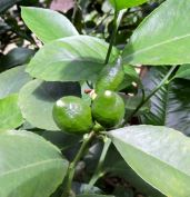 garden back new meyer lemons may 19 - 1