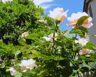 garden back peace roses against wisteria may 19 - 1
