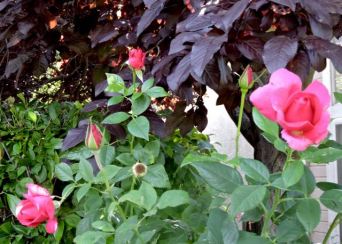 garden front all my loving roses against cherry plum may 19 - 1