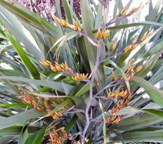 garden front new zealand flax blooms in yr 4 may 19 - 1