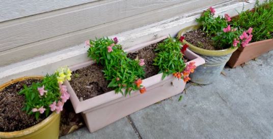 garden front snapdragons and arugula may 19 - 1