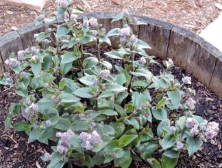 garden front wandering jew in wine barrel may 19 - 1