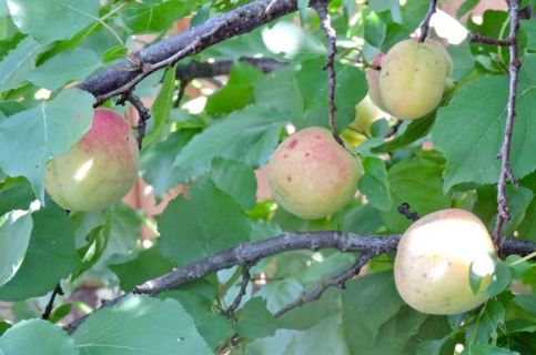 garden side apricots not ready for harvest may 19 - 1
