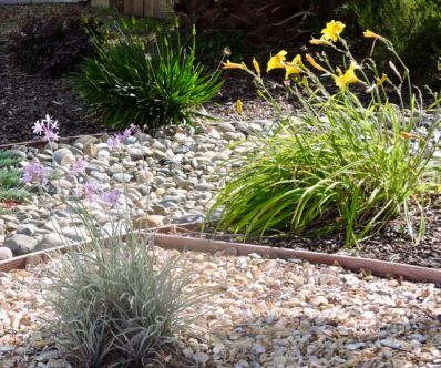 garden side garlic daylilies blue nile lily may 19 - 1