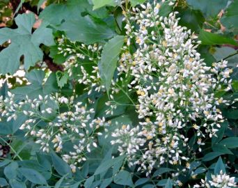 garden side heavenly bamboo flowers may 19 - 1