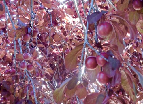 garden side ripening cherry plum clusters may 19 - 1