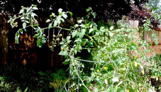 garden 3 cherry tomato plants jun 19 - 1