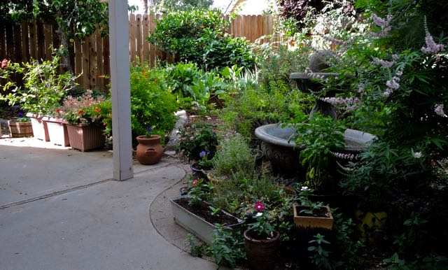 garden back panorama jun 19 - 1