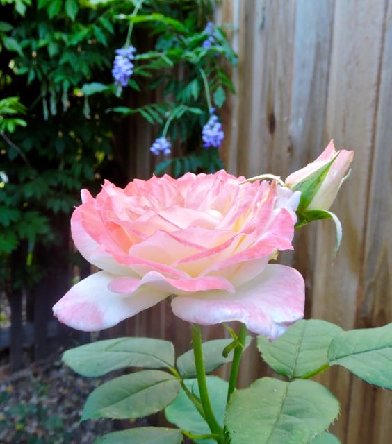 garden back peace rose w wisteria jun 19 - 1