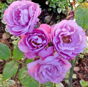 garden back season's first lavender roses jun 19 - 1