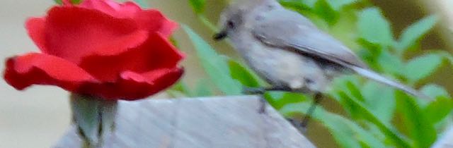 garden bluegray gnatcatcher art jun 19 - 1