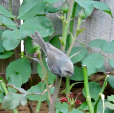 garden bluegray gnatcatcher jun 19 1 - 1