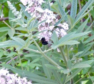garden carpenter bee on lupine jun 19 - 1