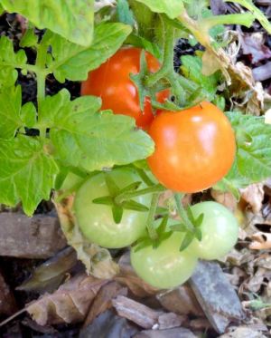 garden first ready cherry tomatoes jun 19 - 1